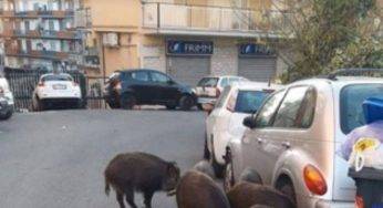 Roma, cinghiali in strada rovistano nell’immodizia – FOTO