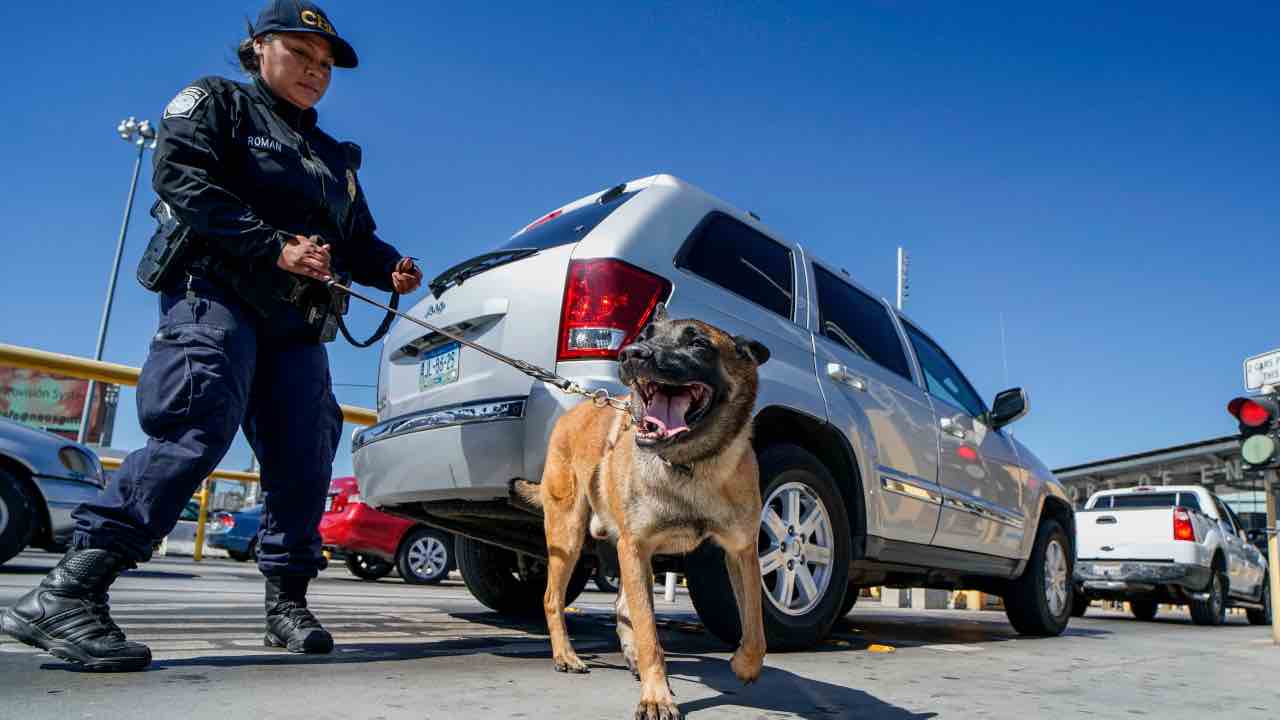 auto cane inseguimento