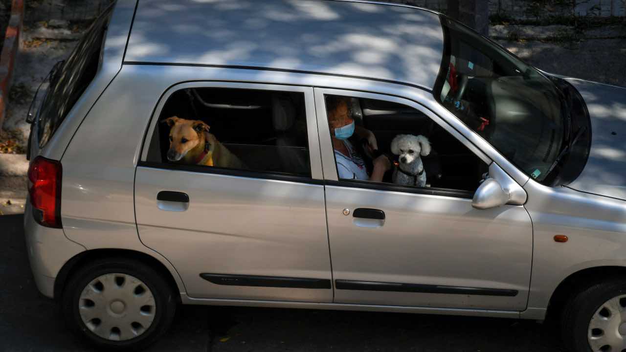 auto cane inseguimento