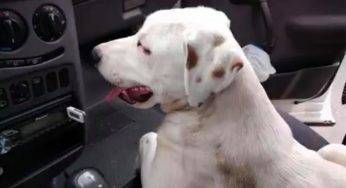 Un cane gli cambia la vita: era entrato nella sua auto parcheggiata