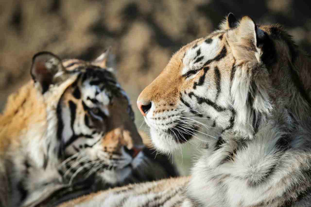 Animali positivi al coronavirus: il primo caso negli Usa è una tigre dello zoo del Bronx