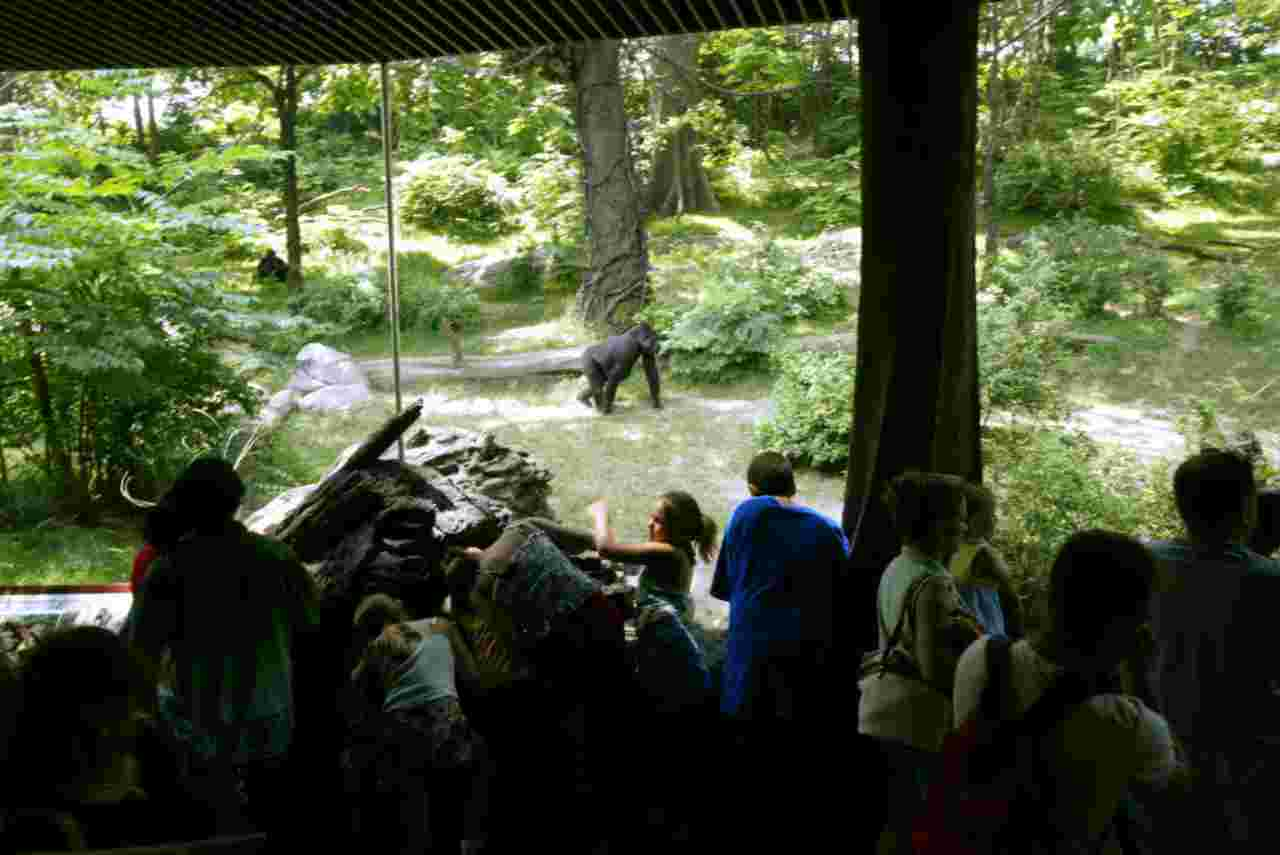 Visitatori allo zoo del Bronx