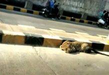 Leopardo attraversa la strada: traffico in tilt in India - VIDEO