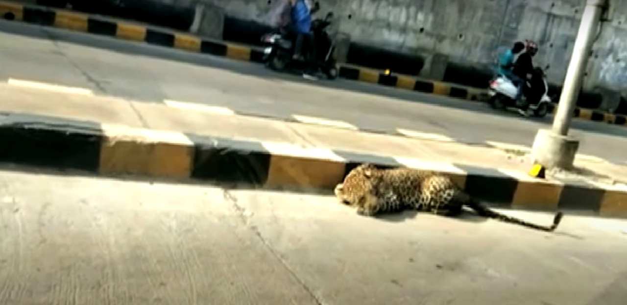 Leopardo attraversa la strada: traffico in tilt in India - VIDEO