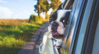 Cane in auto: come trasportarlo senza infrangere la legge
