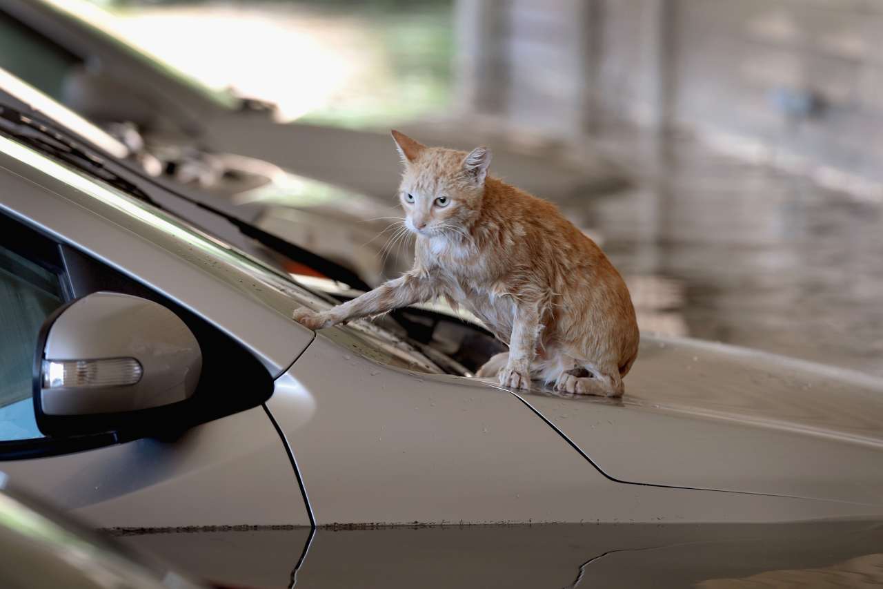 https://www.automotorinews.it/wp-content/uploads/2020/07/Gatto-auto.jpg