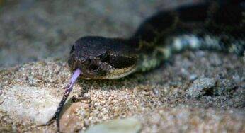 Donna morsa in Auto da una vipera: ricoverata d’urgenza in ospedale
