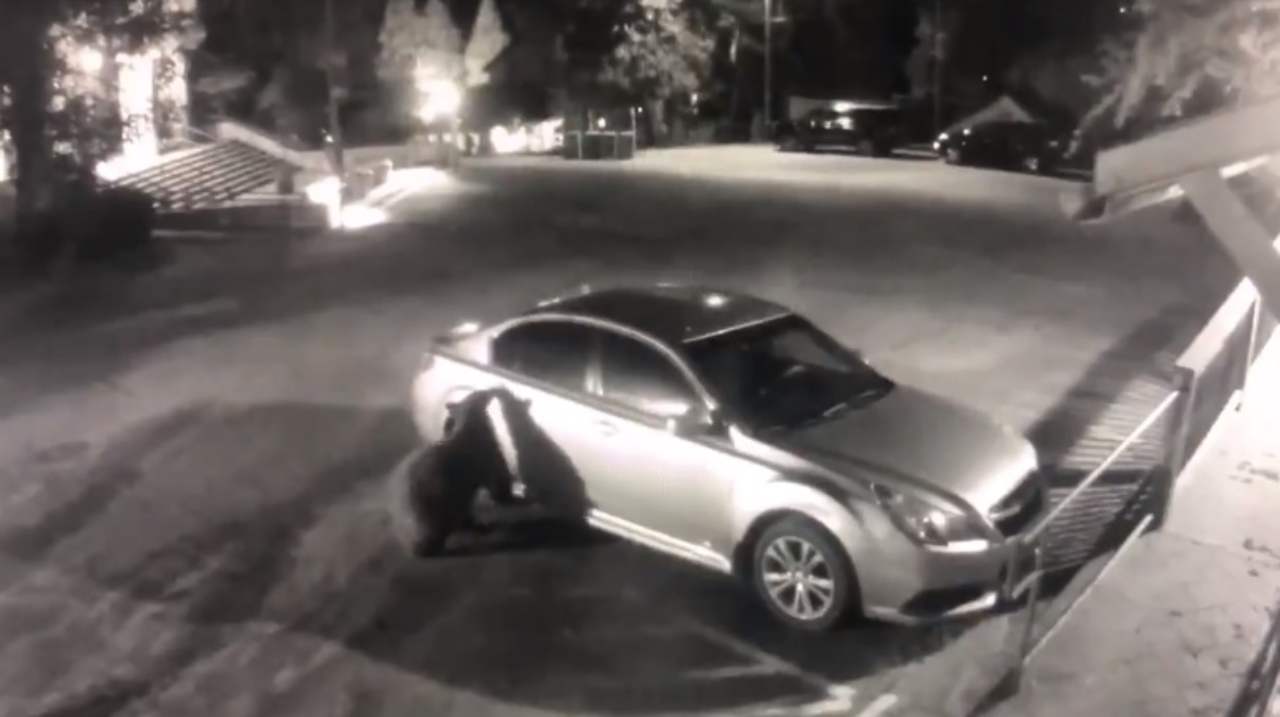 Orso apre auto