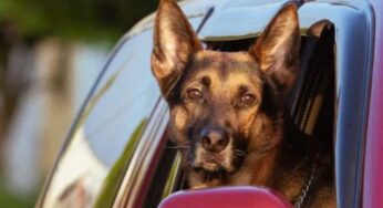 Addio ai peli di cane sui sedili dell’auto: con 8,99€ Eurospin ti risolve per sempre il problema