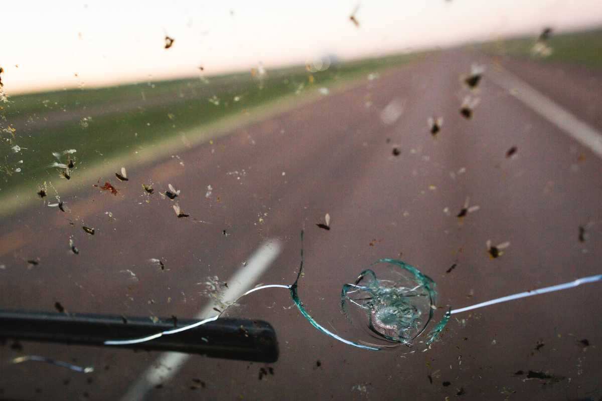Insetti auto come pulirla