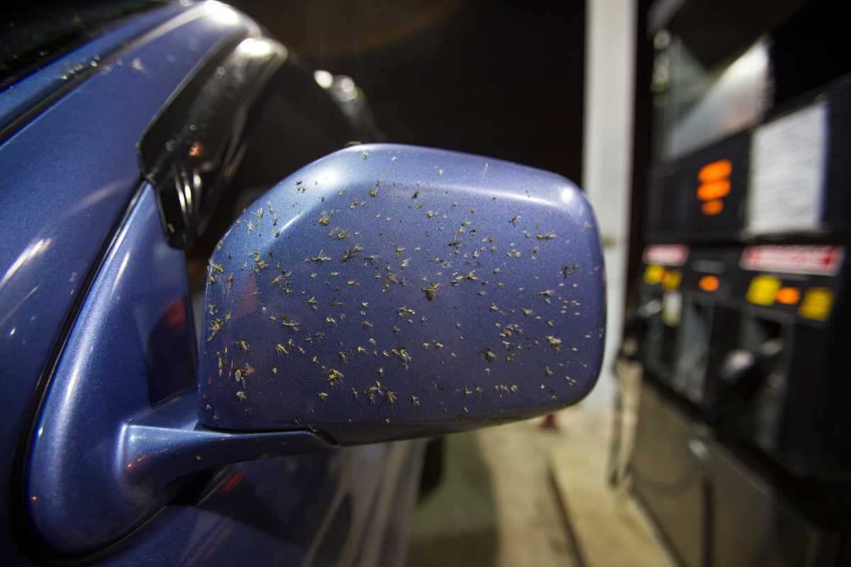 Insetti auto come pulirla
